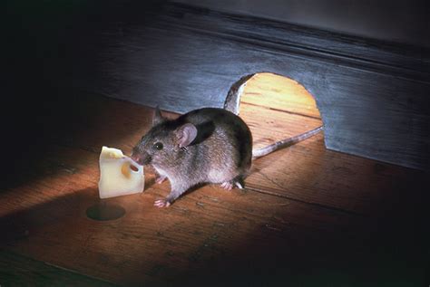 家裡有小老鼠
